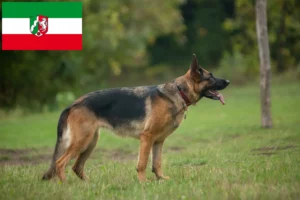 Mehr über den Artikel erfahren Schäferhund Züchter und Welpen in Nordrhein-Westfalen