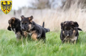 Mehr über den Artikel erfahren Schäferhund Züchter und Welpen in Aachen