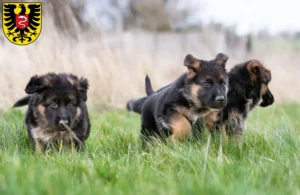 Mehr über den Artikel erfahren Schäferhund Züchter und Welpen in Aalen