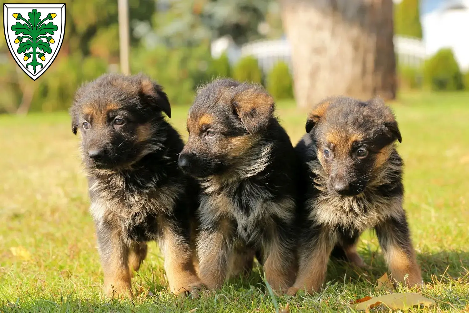 Schäferhund Welpen und Züchter Aichach Hier findest Du Schäferhunde Züchter in Aichach.