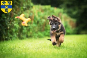 Mehr über den Artikel erfahren Schäferhund Züchter und Welpen in Alsdorf