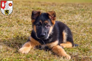 Mehr über den Artikel erfahren Schäferhund Züchter und Welpen in Altenburg
