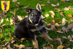 Mehr über den Artikel erfahren Schäferhund Züchter und Welpen in Altötting