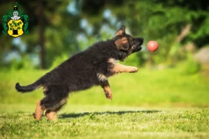 Mehr über den Artikel erfahren Schäferhund Züchter und Welpen in Apolda