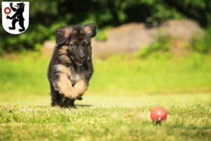Mehr über den Artikel erfahren Schäferhund Züchter und Welpen in Appenzell