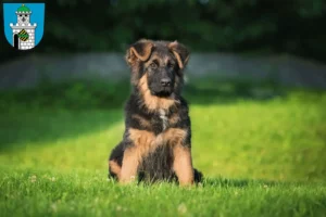 Mehr über den Artikel erfahren Schäferhund Züchter und Welpen in Bad Belzig