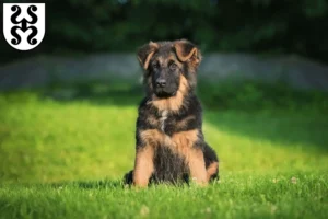 Mehr über den Artikel erfahren Schäferhund Züchter und Welpen in Bad Dürkheim