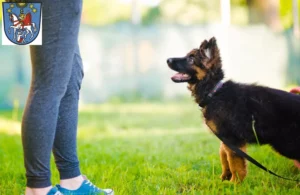 Mehr über den Artikel erfahren Schäferhund Züchter und Welpen in Bad Ems
