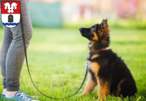 Mehr über den Artikel erfahren Schäferhund Züchter und Welpen in Bad Fallingbostel