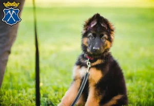 Mehr über den Artikel erfahren Schäferhund Züchter und Welpen in Bad Homburg vor der Höhe