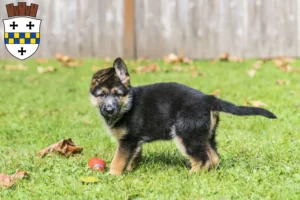 Mehr über den Artikel erfahren Schäferhund Züchter und Welpen in Bad Kreuznach