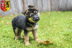 Mehr über den Artikel erfahren Schäferhund Züchter und Welpen in Bad Neuenahr-Ahrweiler