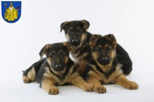 Mehr über den Artikel erfahren Schäferhund Züchter und Welpen in Bad Salzungen