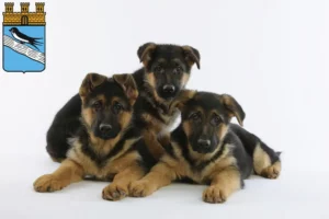 Mehr über den Artikel erfahren Schäferhund Züchter und Welpen in Bad Schwalbach