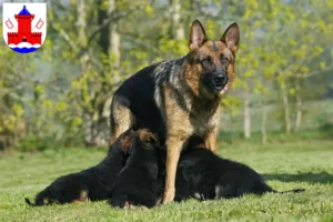 Mehr über den Artikel erfahren Schäferhund Züchter und Welpen in Bad Segeberg