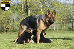 Mehr über den Artikel erfahren Schäferhund Züchter und Welpen in Balingen