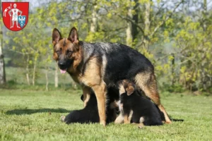 Mehr über den Artikel erfahren Schäferhund Züchter und Welpen in Bamberg