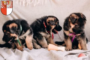 Mehr über den Artikel erfahren Schäferhund Züchter und Welpen in Barnim
