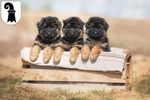 Mehr über den Artikel erfahren Schäferhund Züchter und Welpen in Basel