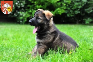 Mehr über den Artikel erfahren Schäferhund Züchter und Welpen in Beeskow