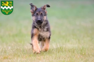 Mehr über den Artikel erfahren Schäferhund Züchter und Welpen in Bergisch Gladbach