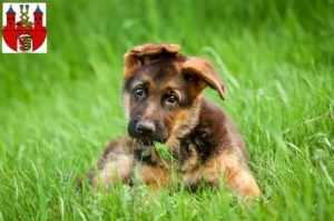 Mehr über den Artikel erfahren Schäferhund Züchter und Welpen in Bernburg (Saale)