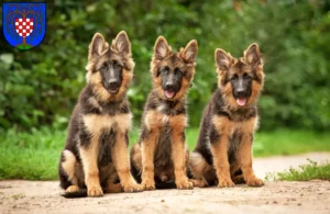 Mehr über den Artikel erfahren Schäferhund Züchter und Welpen in Birkenfeld (Nahe)