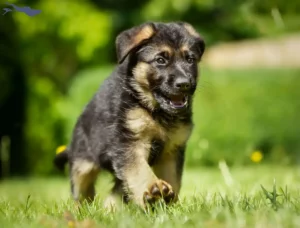 Mehr über den Artikel erfahren Schäferhund Züchter und Welpen am Bodensee