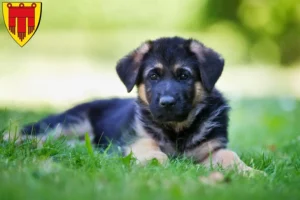 Mehr über den Artikel erfahren Schäferhund Züchter und Welpen in Böblingen