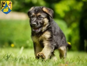 Mehr über den Artikel erfahren Schäferhund Züchter und Welpen in Borna