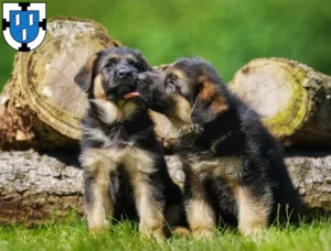 Mehr über den Artikel erfahren Schäferhund Züchter und Welpen in Bottrop