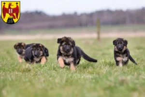 Mehr über den Artikel erfahren Schäferhund Züchter und Welpen im Burgenland