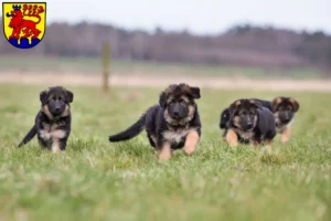 Mehr über den Artikel erfahren Schäferhund Züchter und Welpen in Calw