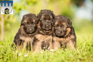 Mehr über den Artikel erfahren Schäferhund Züchter und Welpen in Celle