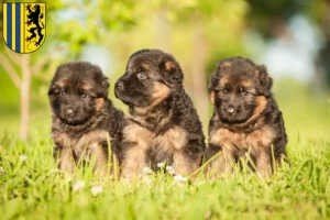 Mehr über den Artikel erfahren Schäferhund Züchter und Welpen in Chemnitz