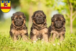 Mehr über den Artikel erfahren Schäferhund Züchter und Welpen in Cloppenburg