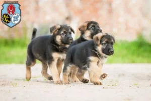 Mehr über den Artikel erfahren Schäferhund Züchter und Welpen in Dachau