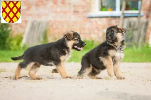 Mehr über den Artikel erfahren Schäferhund Züchter und Welpen in Daun