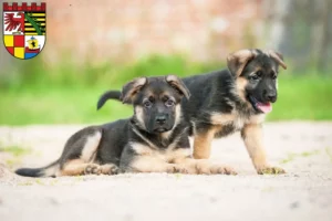 Mehr über den Artikel erfahren Schäferhund Züchter und Welpen in Dessau-Roßlau