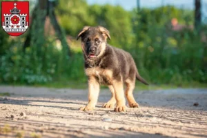 Mehr über den Artikel erfahren Schäferhund Züchter und Welpen in Detmold
