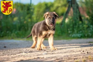 Mehr über den Artikel erfahren Schäferhund Züchter und Welpen in Diepholz