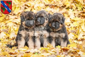 Mehr über den Artikel erfahren Schäferhund Züchter und Welpen in Dietzenbach