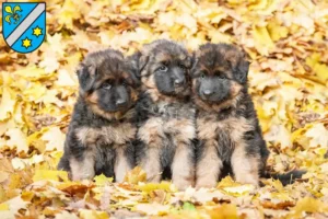 Mehr über den Artikel erfahren Schäferhund Züchter und Welpen in Dillingen an der Donau
