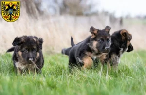 Mehr über den Artikel erfahren Schäferhund Züchter und Welpen in Donauwörth