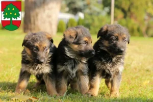 Mehr über den Artikel erfahren Schäferhund Züchter und Welpen in Dornbirn