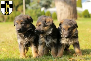 Mehr über den Artikel erfahren Schäferhund Züchter und Welpen in Dorsten