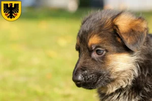 Mehr über den Artikel erfahren Schäferhund Züchter und Welpen in Dortmund