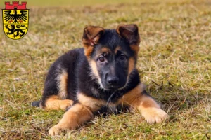 Mehr über den Artikel erfahren Schäferhund Züchter und Welpen in Düren