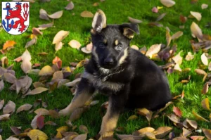 Mehr über den Artikel erfahren Schäferhund Züchter und Welpen in Düsseldorf