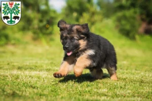 Mehr über den Artikel erfahren Schäferhund Züchter und Welpen in Eberswalde